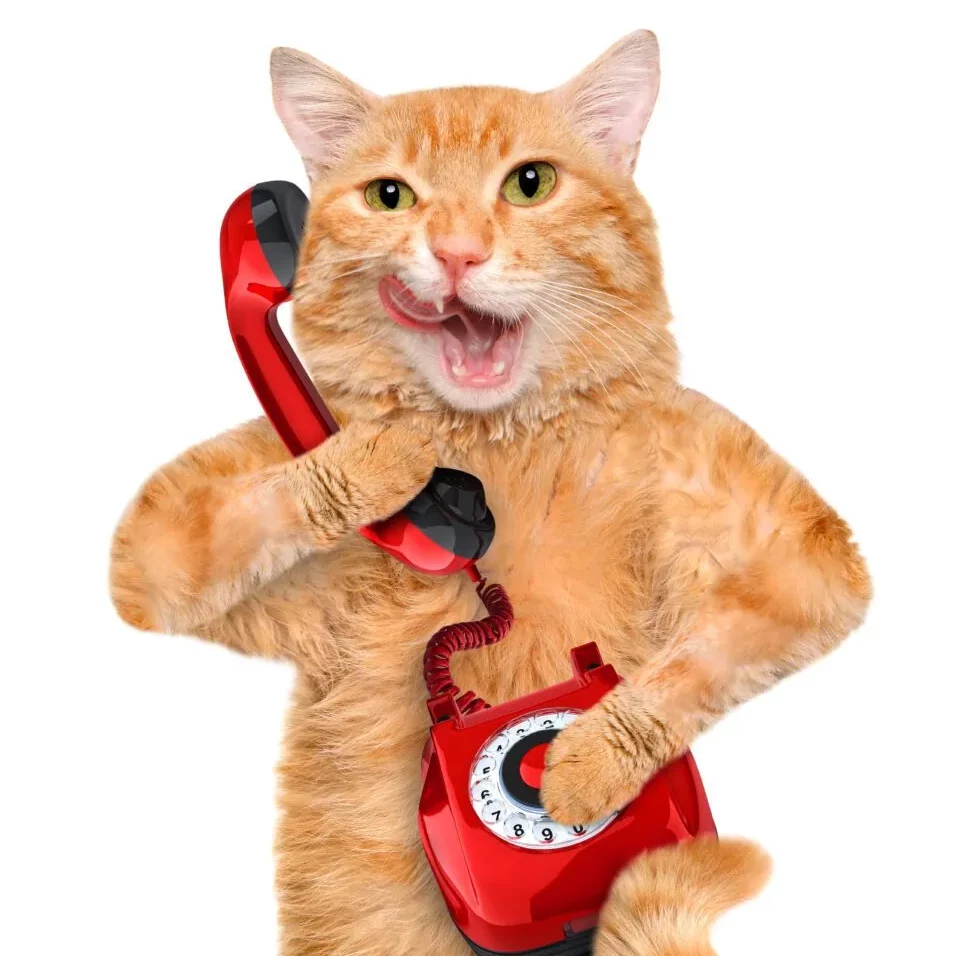Calling-Cat-956x1024